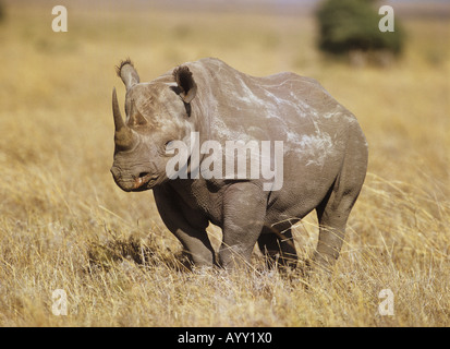 Le Rhinocéros noir (Diceros bicornis) Comité permanent à Savannah, Masai Mara, Kenya Banque D'Images