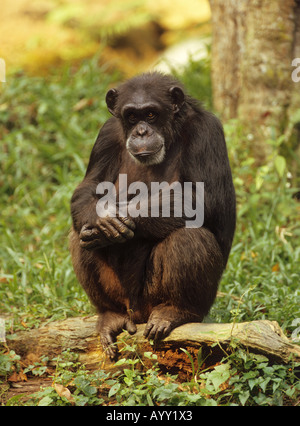 Assis sur le tronc de chimpanzés Pan troglodytes Banque D'Images