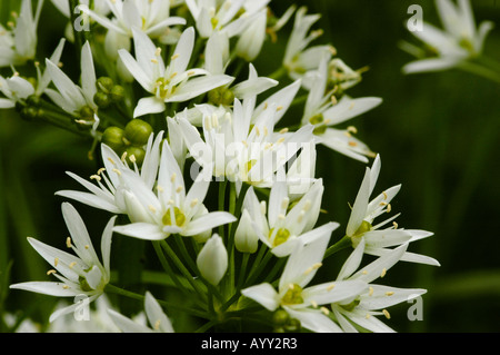 Close-up of ramson Allium ursinum (ail) fleurs sauvages Banque D'Images