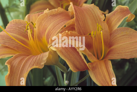 Hemerocallis 'Château' Hornby (Hémérocalle) près de deux fleurs orange. Banque D'Images