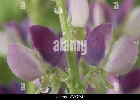 Lupinus aridus 'Summer Spires' (lupin) près de deux blue purple fleurs roses et blanches sur grappes, avec des gouttes d'eau sur eux. Banque D'Images