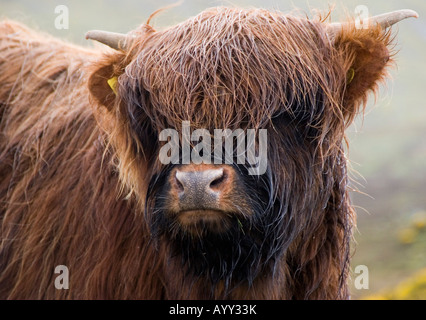 L'un de l'Ecosse célèbre vaches highland shaggy sur l'île de Skye au nord-ouest de l'Écosse. Banque D'Images