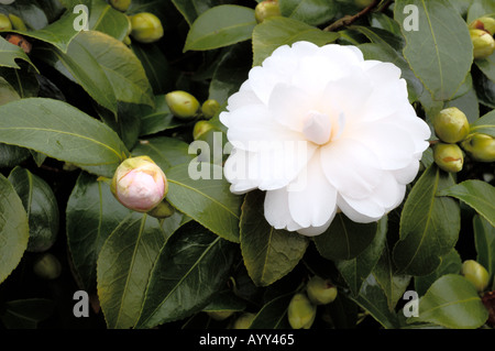 Theaceae Camellia japonica twilight Banque D'Images