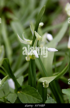 Few Flowered poireau ou few flowered Ail, Allium paradoxum, Liliaceae Banque D'Images