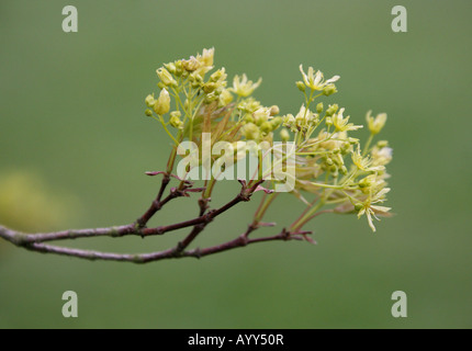 Maple Acer mono mono Aceraceae Banque D'Images