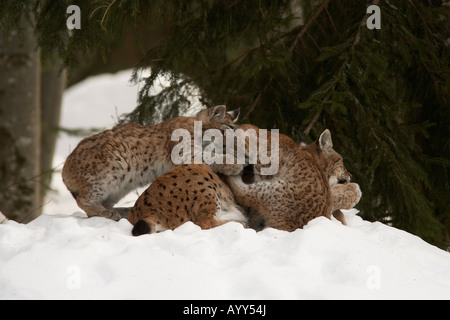 Lynx lynx lynx eurasien forêt de Bavière Allemagne mère couchée dans la neige avec Oursons jouant Banque D'Images