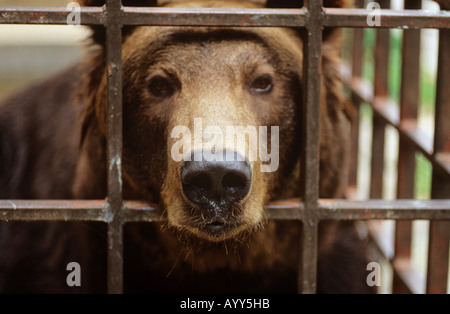 Dans la cage de l'ours brun (Ursus arctos) / Banque D'Images