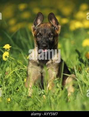 Chiot berger allemand - sitting on meadow Banque D'Images