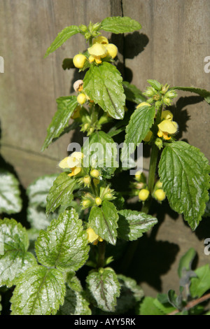 Archange jaune, Lamium galeobdolon, (Galeobdolon luteum), Lamiaceae. L'une des orties mortes aussi connue sous le nom de Weasel Snout. Banque D'Images