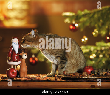 Chat domestique - sniffer à décoration de Noël Banque D'Images