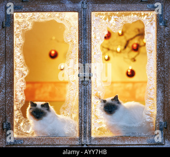 Noël : du chat sacré de birmanie. Deux adultes lors d'une fenêtre en verre dépoli avec décoration de fête Banque D'Images