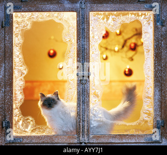 Noël : chat sacré de Birmanie à une fenêtre glacée avec décoration de fête. Allemagne Banque D'Images