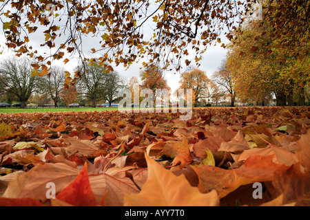 'Midsummer commun' Cambridge tombé sycamore quitte l'automne. Banque D'Images