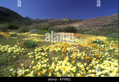 De belles fleurs de printemps en Afrique du Sud Namaqualand Banque D'Images