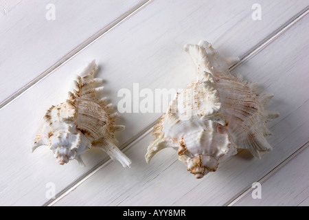 Paire de conques sur une araignée en bois peint blanc à rainure et contexte Banque D'Images