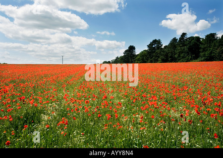 Un champ de coquelicots dans le Shropshire UK Banque D'Images