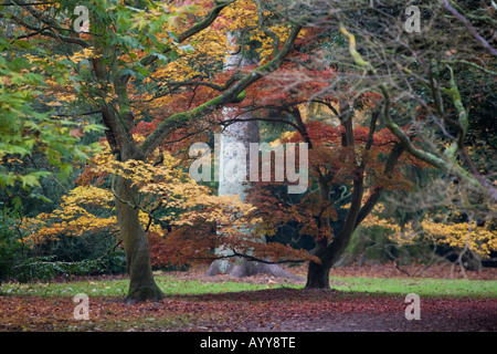 Acer arbres de Westonbirt Arboretum dans le Gloucestershire UK Banque D'Images