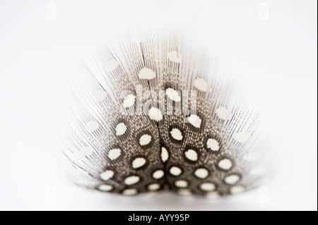 Pintades feather on white Banque D'Images