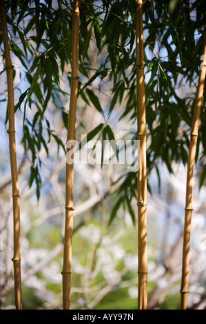 Phyllostachys vivax aureocaulis. Bambou bois chinois d'or Banque D'Images