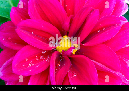 Close up photo d'une fleur violette après la pluie Banque D'Images