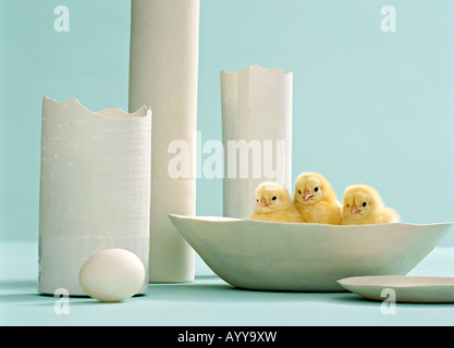 3 poussins sur la chine la coquille d'œuf d'incubation de la poussin de Pâques est hachurée Né Easter oiseau plumes animaux vivants Banque D'Images