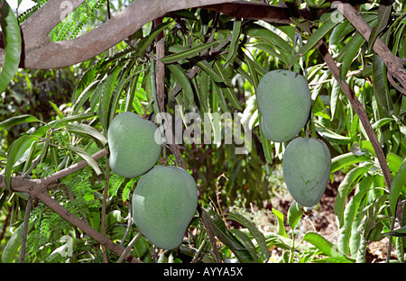 Les mangues brutes vert, Jadhavwadi, Purandar, Pune Banque D'Images