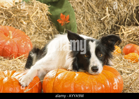 Border Collie - chiot gisant sur pumpkin Banque D'Images