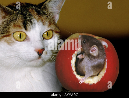 Souris domestique (Mus musculus), chat et souris Banque D'Images