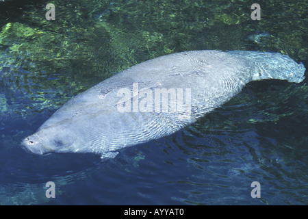 Sea Cow, manati (Trichechus manatus), d'en haut Banque D'Images