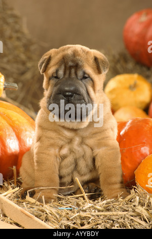 Shar-Pei chinois. Chiot assis dans la paille entre les citrouilles Banque D'Images