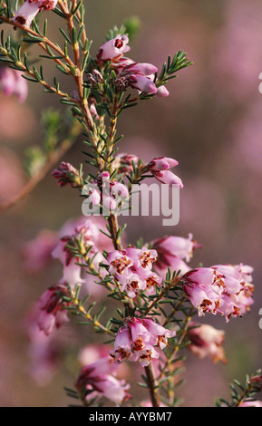 Heath (Erica multiflora), la floraison, l'Espagne, Aracena Banque D'Images