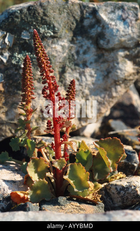 Ombelle, navelwort (ombilic rupestris), blooming, Spaninen, Estrémadure Banque D'Images