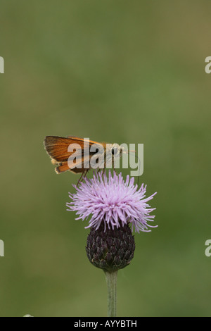 Petit papillon hespérie se nourrissent d'une fleur de chardon Banque D'Images