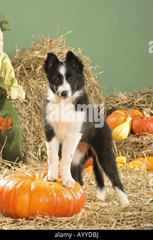 Chiot Border Collie - debout sur pumpkin Banque D'Images