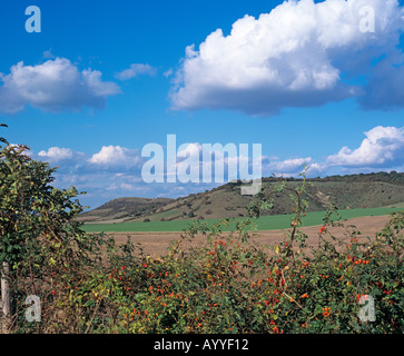 Ivinghoe collines dans les Chilterns Bucks UK Octobre Banque D'Images