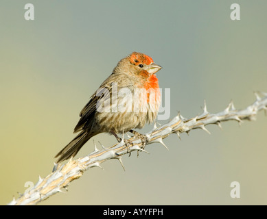 Homme Roselin familier Carpodacus mexicanus Arizona USA Banque D'Images