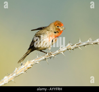 Homme Roselin familier Carpodacus mexicanus Arizona USA Banque D'Images