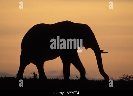 L'éléphant africain (Loxodonta africana), silhouette contre le ciel du soir, Kenya, Masai Mara Banque D'Images