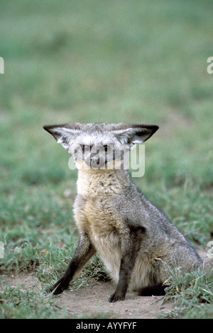 Bat-eared fox (Otocyon megalotis), dragonnet, Kenya, Masai Mara, Réserve de la faune Banque D'Images