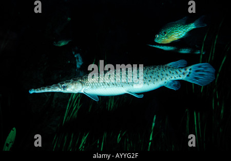 Lépisosté tacheté Lepisosteus oculatus amérique du nord USA Floride Banque D'Images