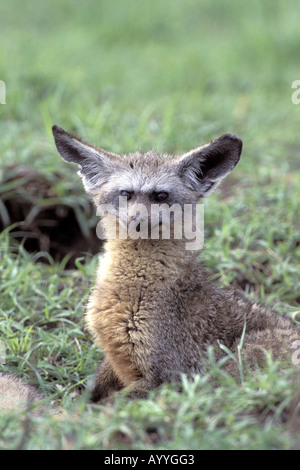Bat-eared fox (Otocyon megalotis), dragonnet, Kenya, Masai Mara, Réserve de la faune Banque D'Images