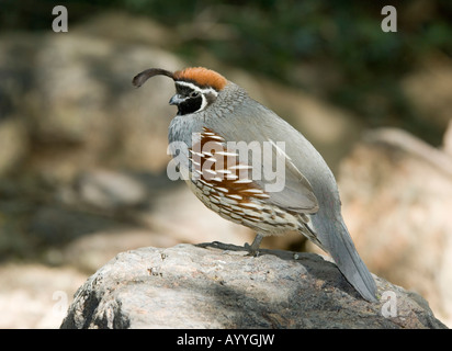 La caille de Gambel Callipepla gambelii Arizona USA Banque D'Images