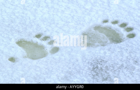 L'ours polaire (Ursus maritimus), pied des pistes, le Canada, le Manitoba, Churchill Banque D'Images