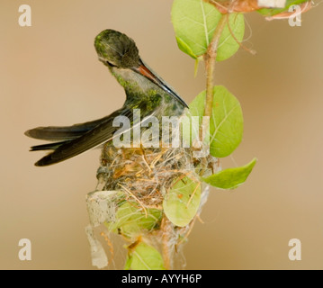 Bec large Cynanthus latirostris Hummingbird WILD Banque D'Images