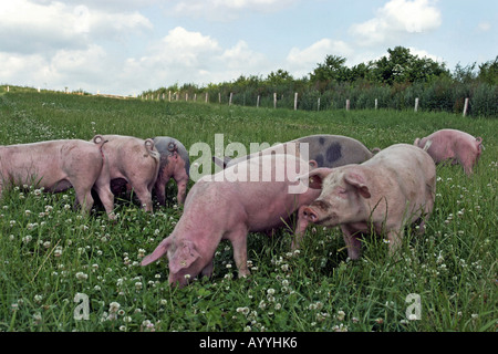 Porc domestique (Sus scrofa domestica). f, sur une ferme bio Banque D'Images