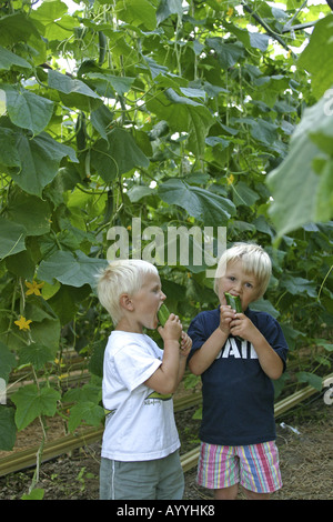 La ferme bio ; les enfants de manger les concombres en serre Banque D'Images