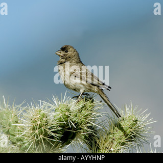 Femme Roselin familier Carpodacus mexicanus Banque D'Images