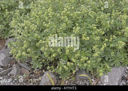 Alchémille des alpes (alchemilla alpina), blooming, Allemagne Banque D'Images