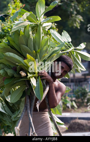 L'homme indien en pleine charge de feuilles à la caméra et à New Delhi Inde smiling Banque D'Images