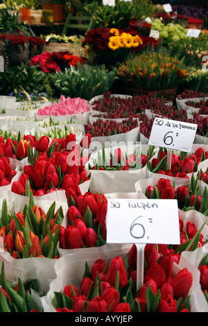 Fleurs pour la vente dans le cours de la villes de moriaan marchés flottants Singel Amsterdam Pays-Bas Hollande du Nord Europe Banque D'Images